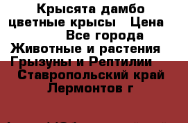 Крысята дамбо цветные крысы › Цена ­ 250 - Все города Животные и растения » Грызуны и Рептилии   . Ставропольский край,Лермонтов г.